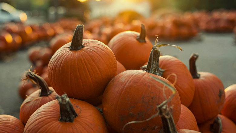 Pile of pumpkins at the patch