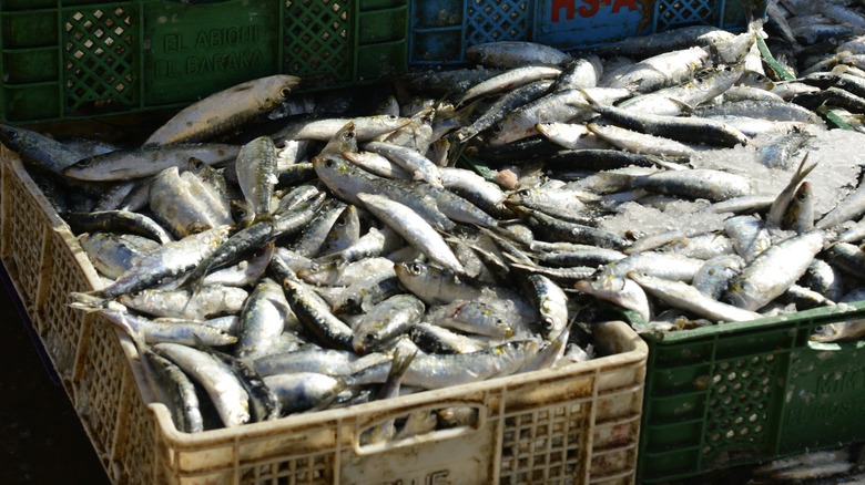 fresh sardines in crates