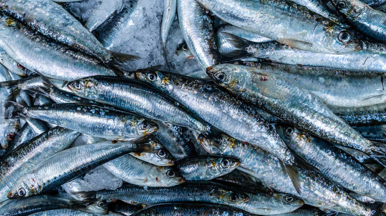 pile of fresh sardines