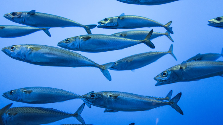 sardines swimming