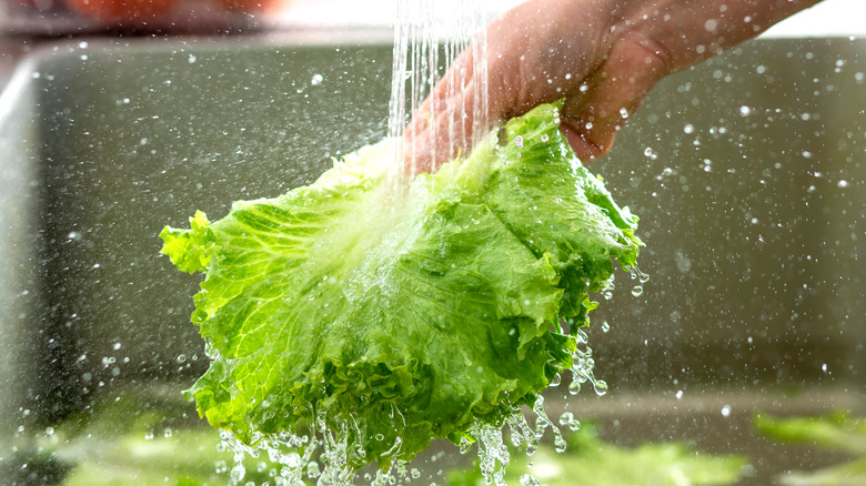 washing salad in a sink