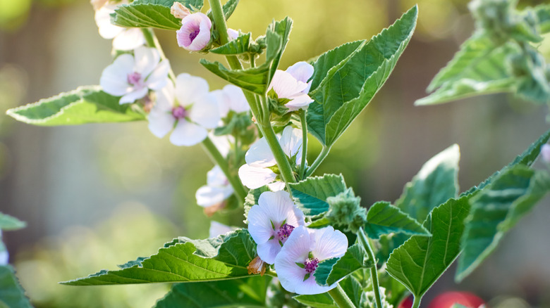 marshmallow plant