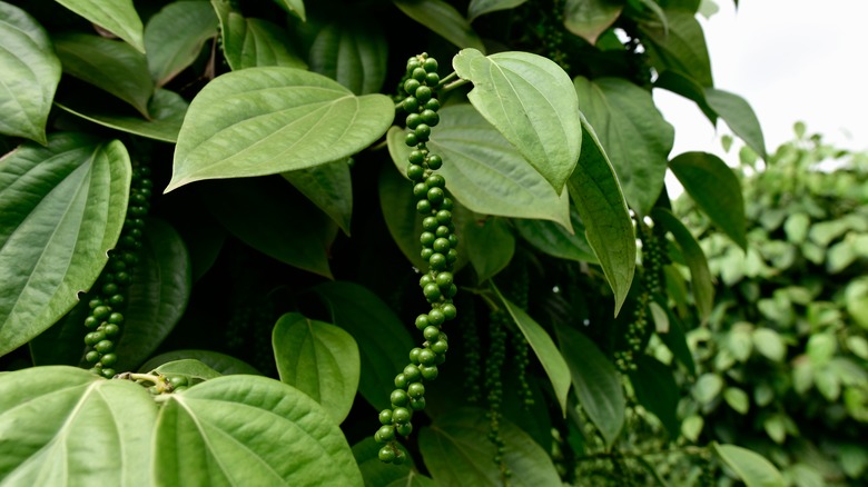 Unripe pepper on vine