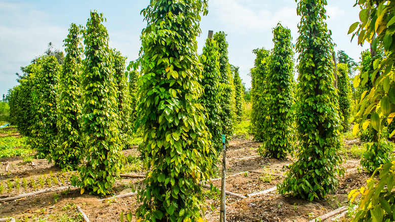 Pepper farm in Vietnam