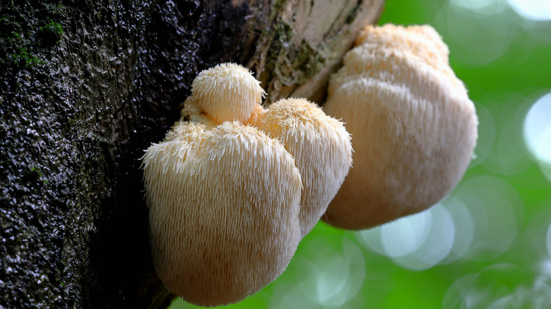 Lion's mane mushrooms