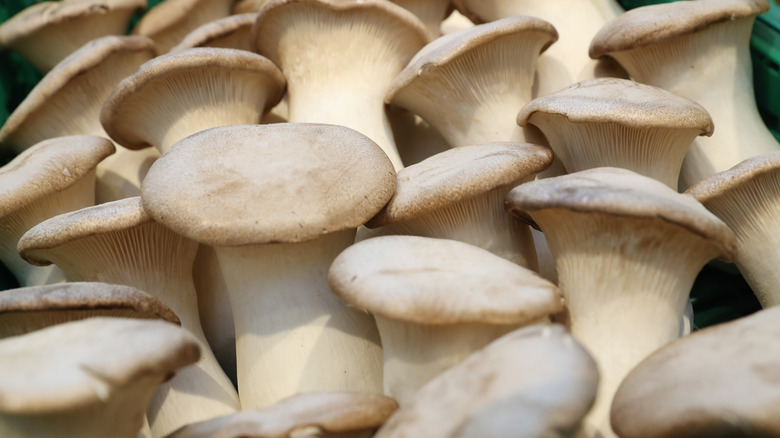 Oyster mushrooms