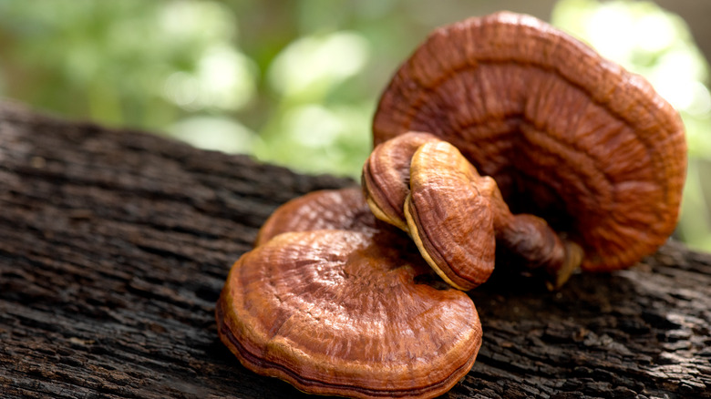 Reishi mushrooms