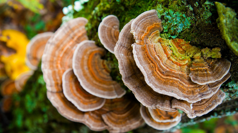 Turkey Tail Mushrooms