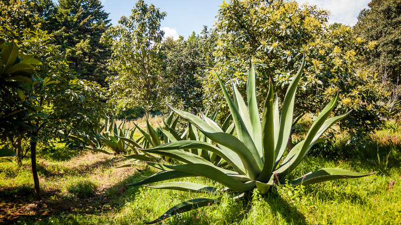 Blue agave for tequila