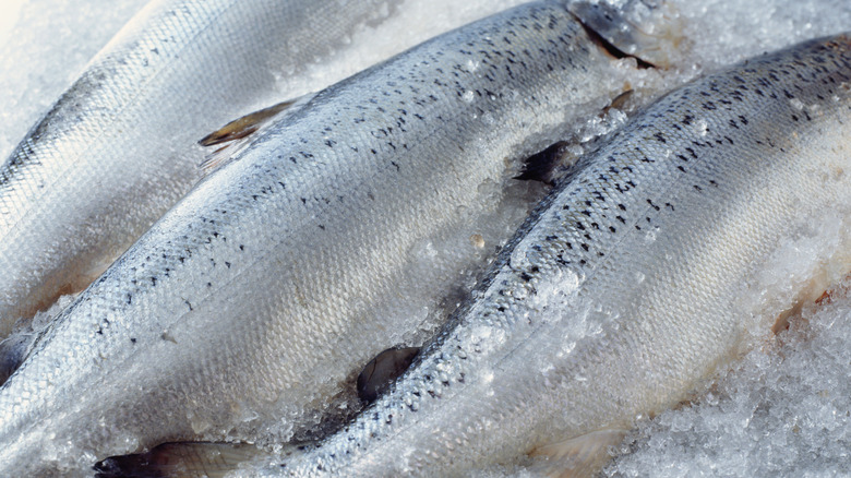 whole fish lined up on ice