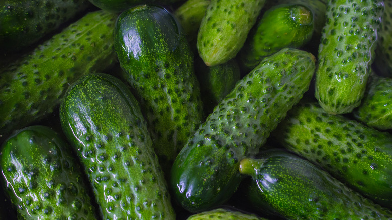 many bright green fresh pickles