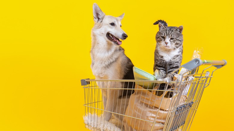 dog and cat in shopping cart