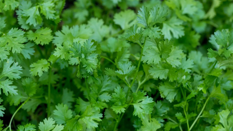 Fresh cilantro leaves