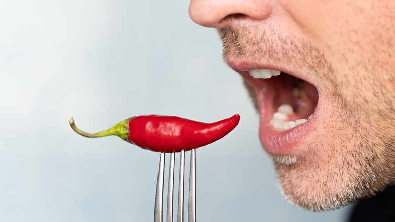 man eating chili pepper