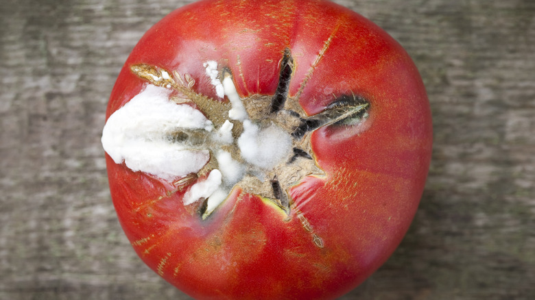 moldy tomato