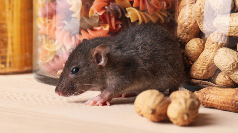 rat in pantry