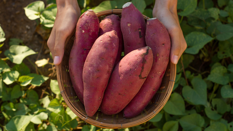 fresh picked sweet potatoes