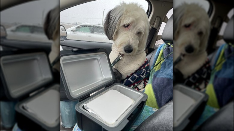 car food warmer