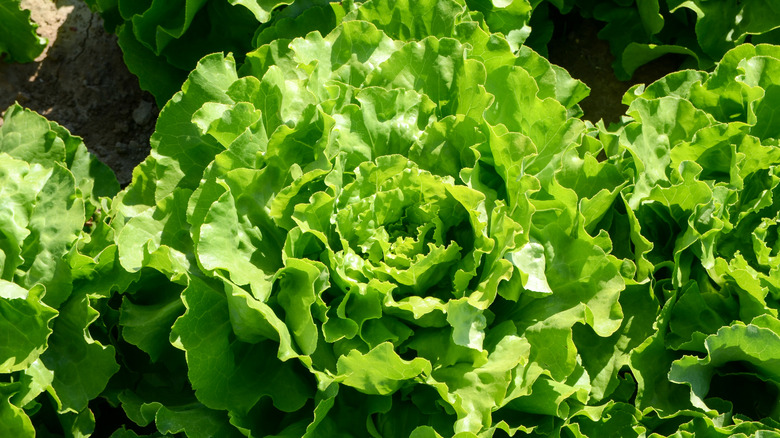 Head of green lettuce