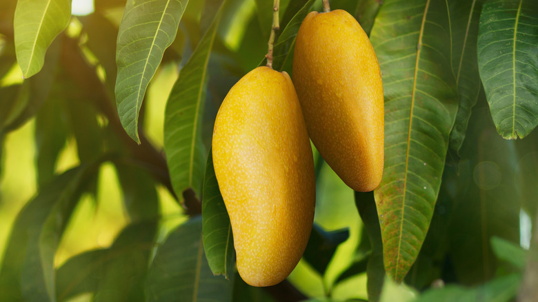 Mangos growing on a tree