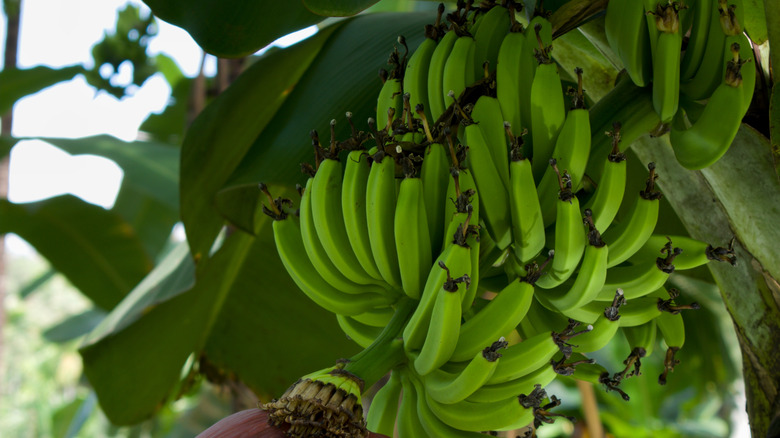 goldfinger banana on a tree