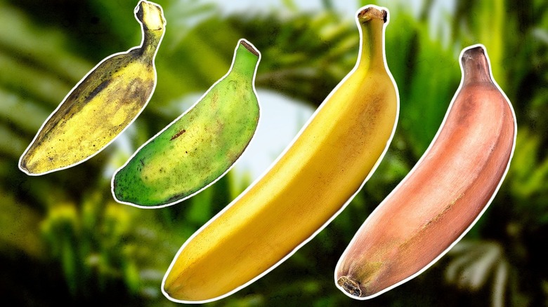 different banana varieties
