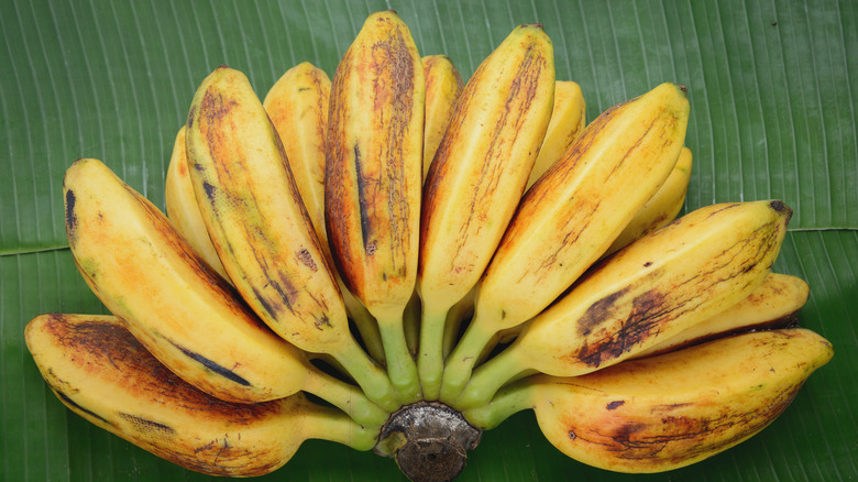 ripe saba bananas