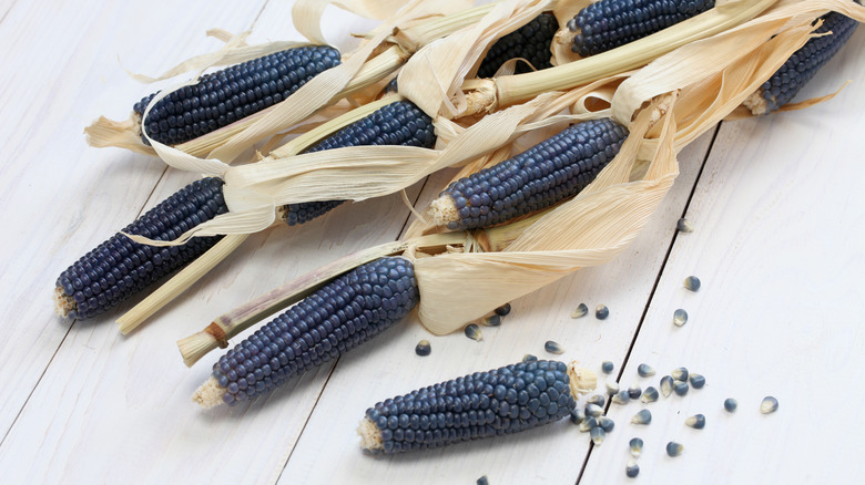 blue corn ears