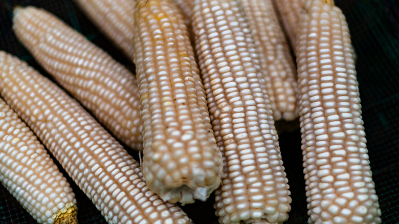 Chapalote conical maize