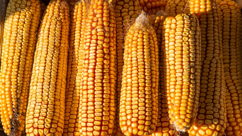 yellow ears of dent corn