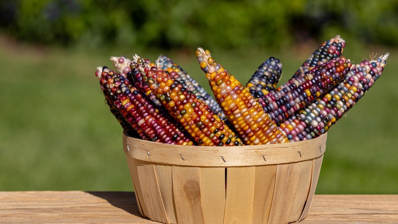 ears of flint corn basket