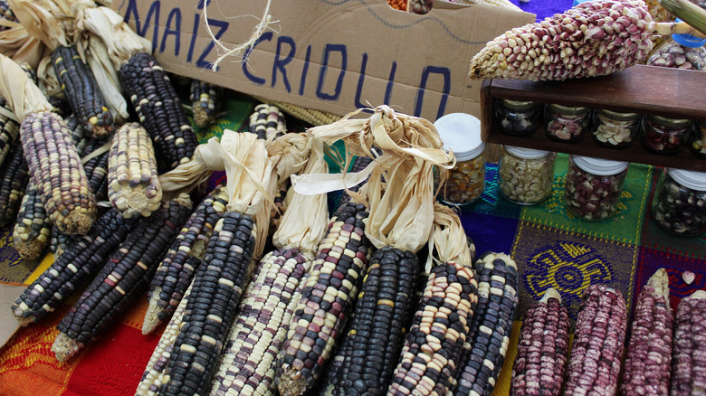 criollo corn ears at market