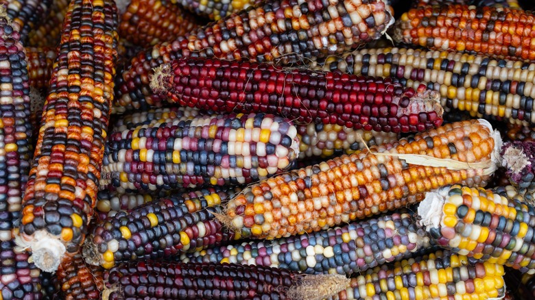 colorful corn