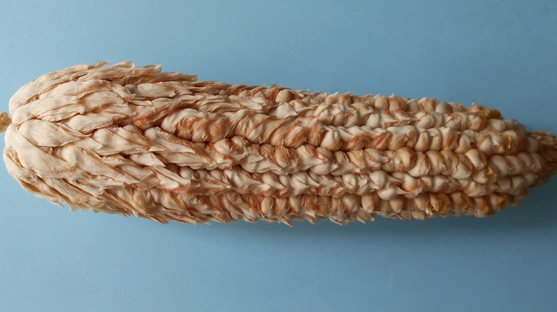 ornamental pod corn