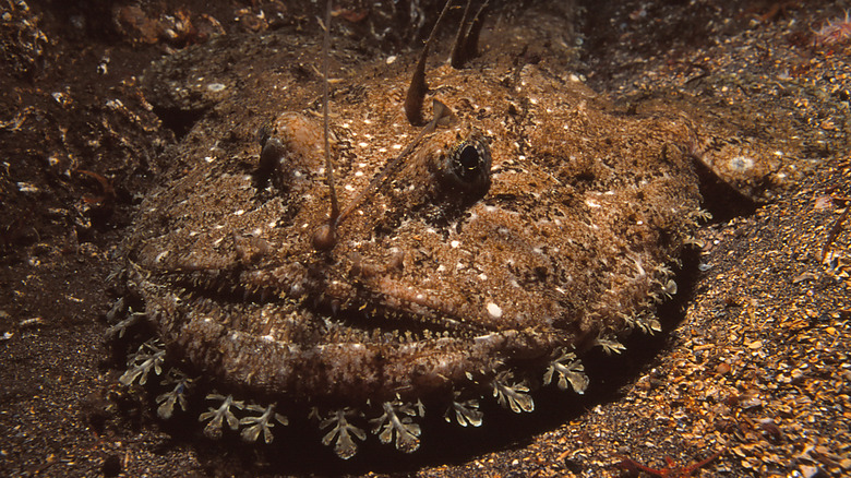 monkfish under water