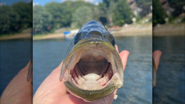 Walleye being held