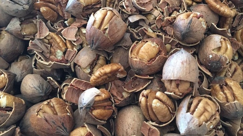 Elliot pecans in shells