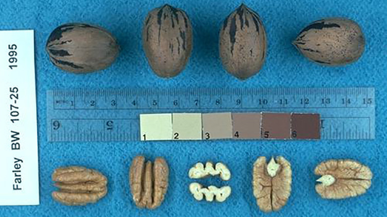 Shelled and unshelled farley pecans 