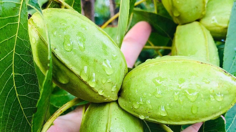 Wet kiowa pecans on tree