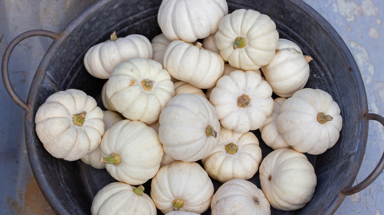 Baby boo pumpkins