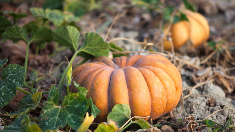 Fairytale pumpkin in a field