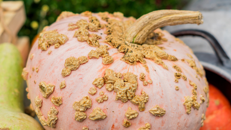 Galeux d'Eysines pumpkins