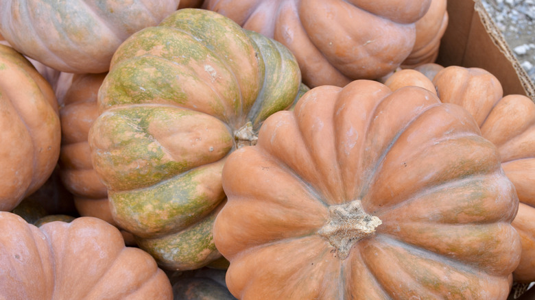 Long Island cheese pumpkin