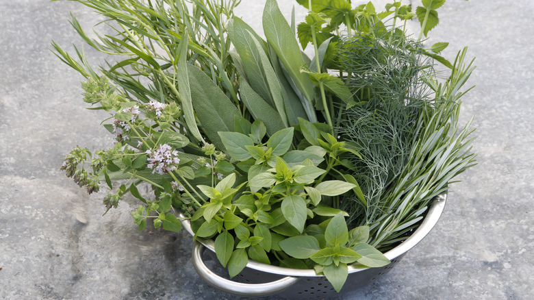 colander with herbs