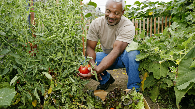 man harvesting tomato from garden