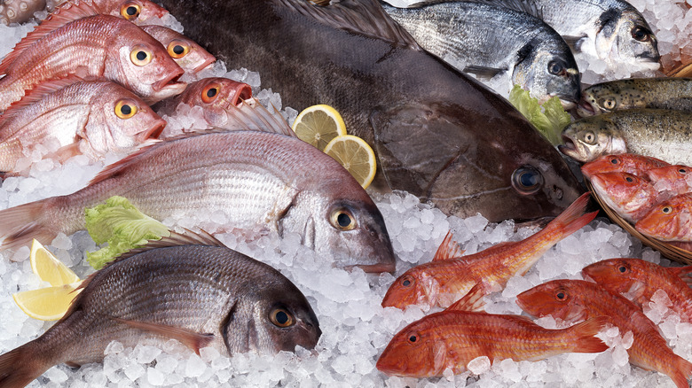 variety of fish on ice