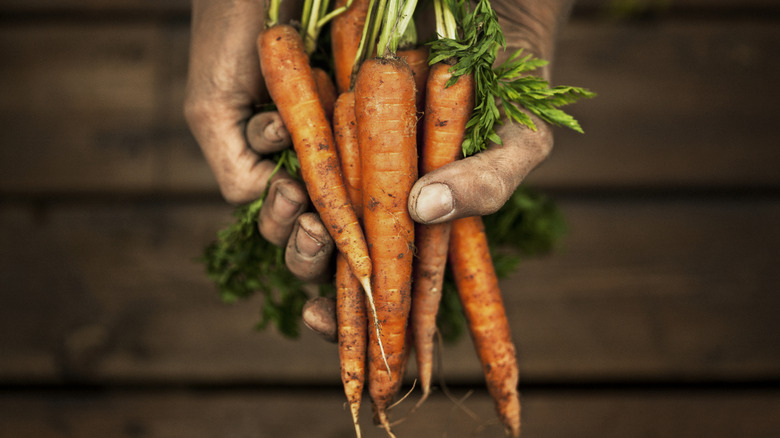 Holding carrots