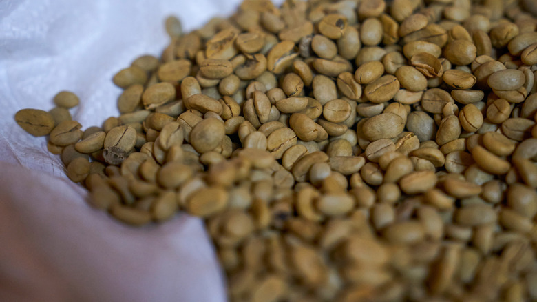 unroasted green coffee beans