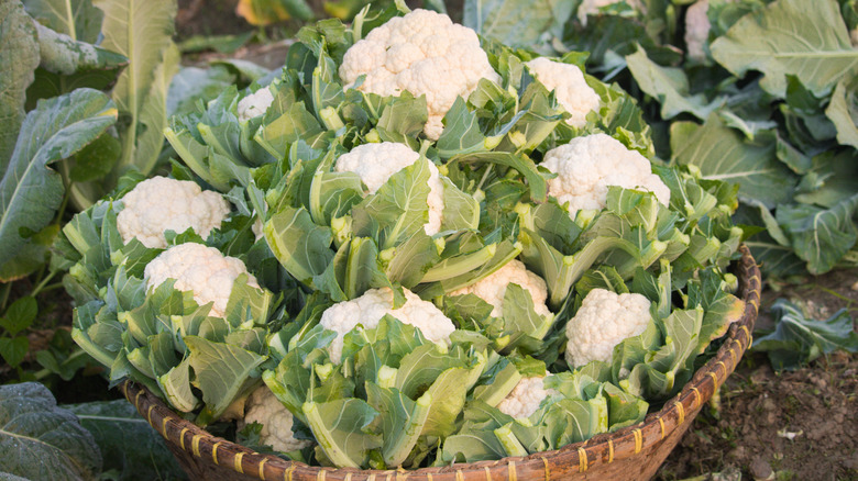 basket of cauliflowers