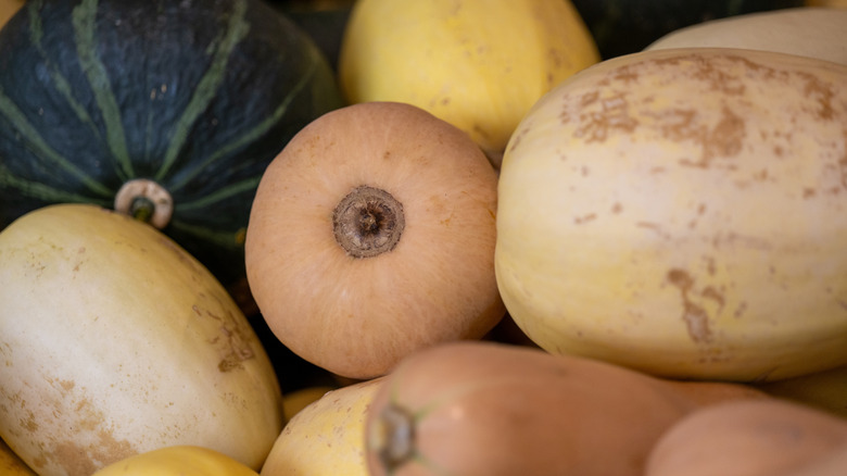 variety of winter squash